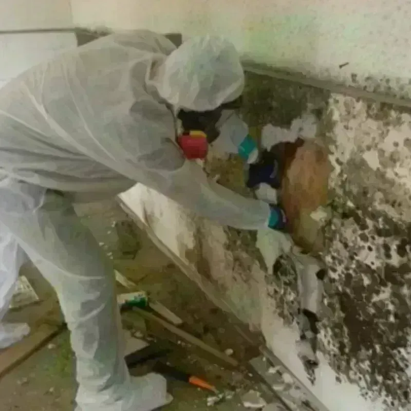 Mold Remediation and Removal in Presidio County, TX